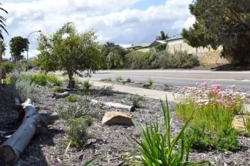 Waterwise verge garden with native plants, mulch and pink flowers along a suburban street.