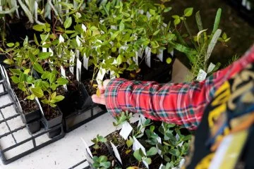 Hand selecting native seedlings in small pots with plant labels at a community plant giveaway.