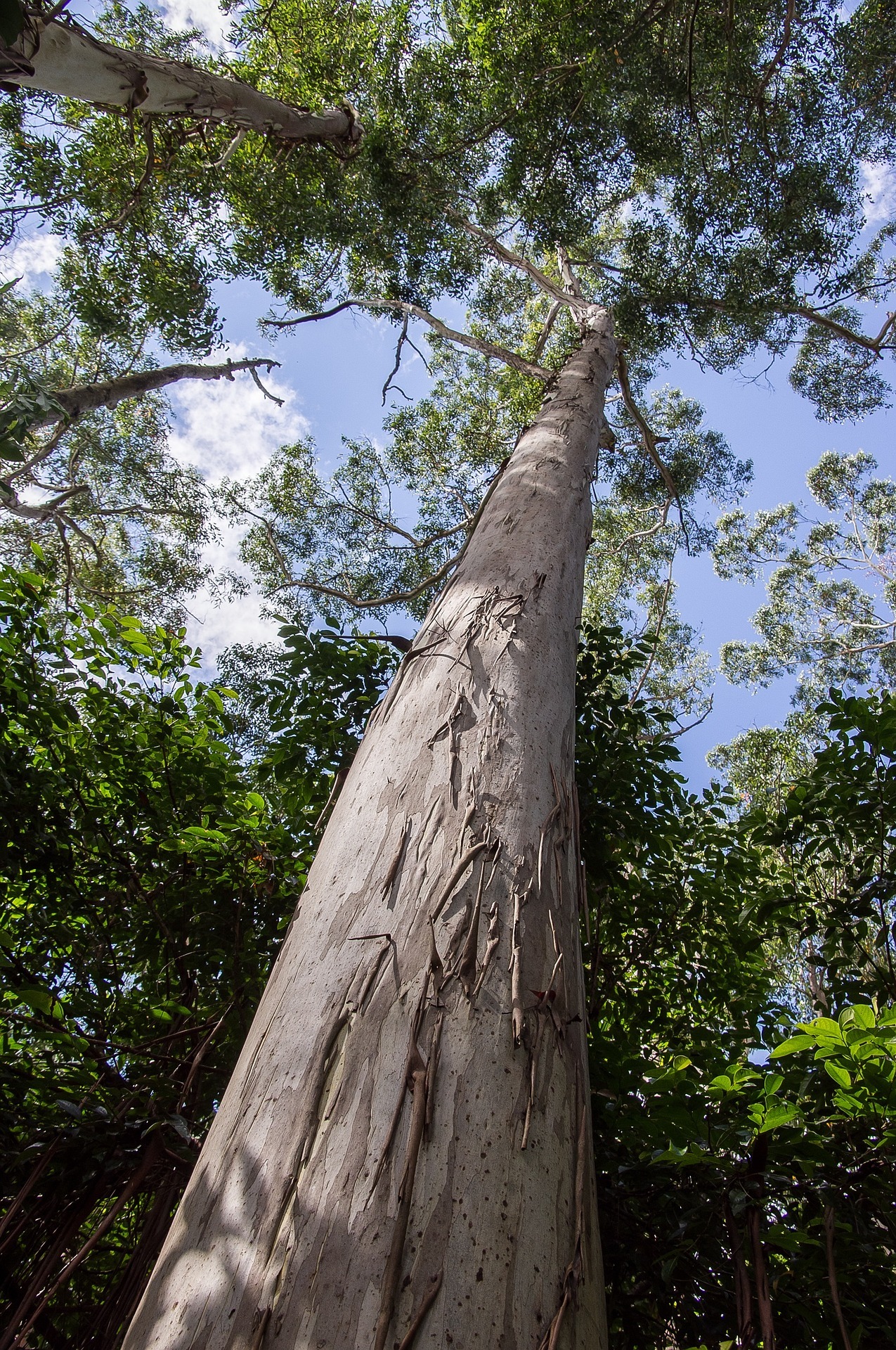 Large tree against background of blue sky and white clouds