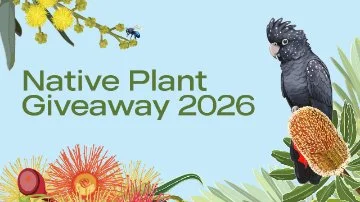 black cockatoo and natives