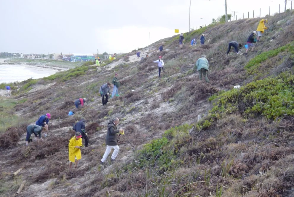 Before: Sorrento Beach South planting in June 2003.