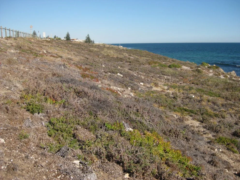 Weed infested dunes, Marmion in May 2009.