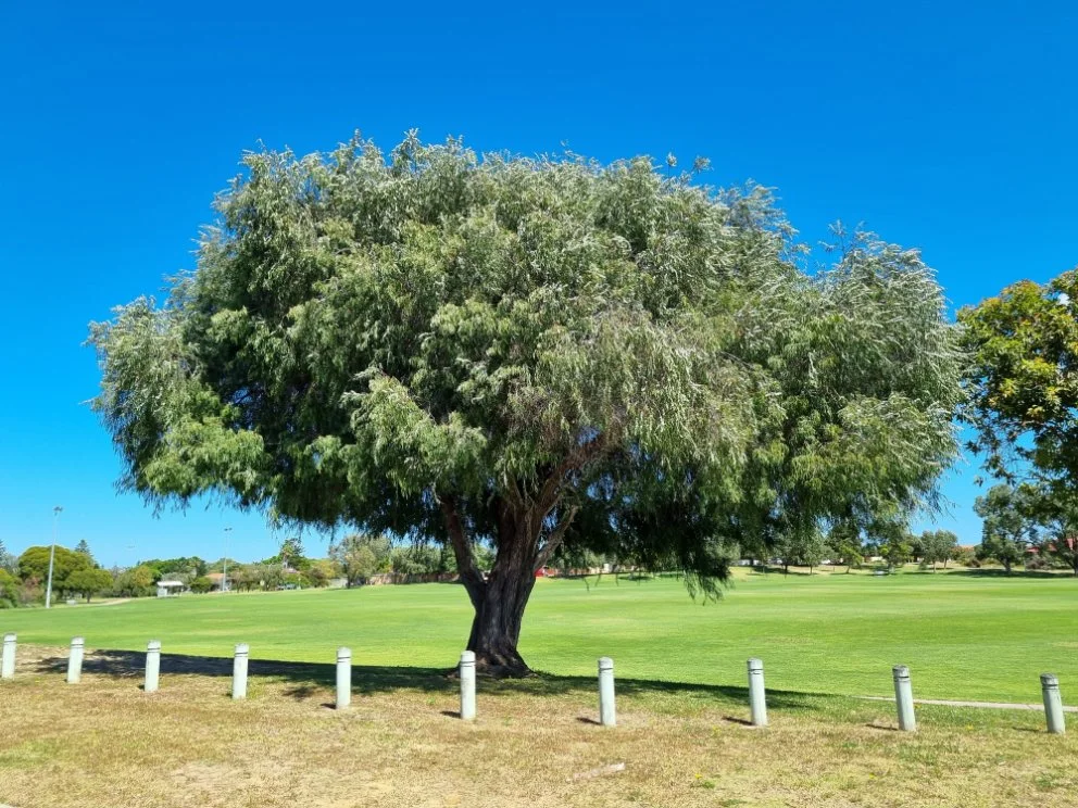 Agonis-flexuosa_Flowers