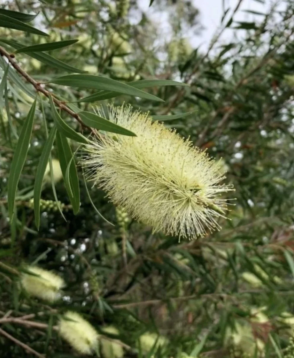 Callistemon-salignus_Ellenby-tree-farm