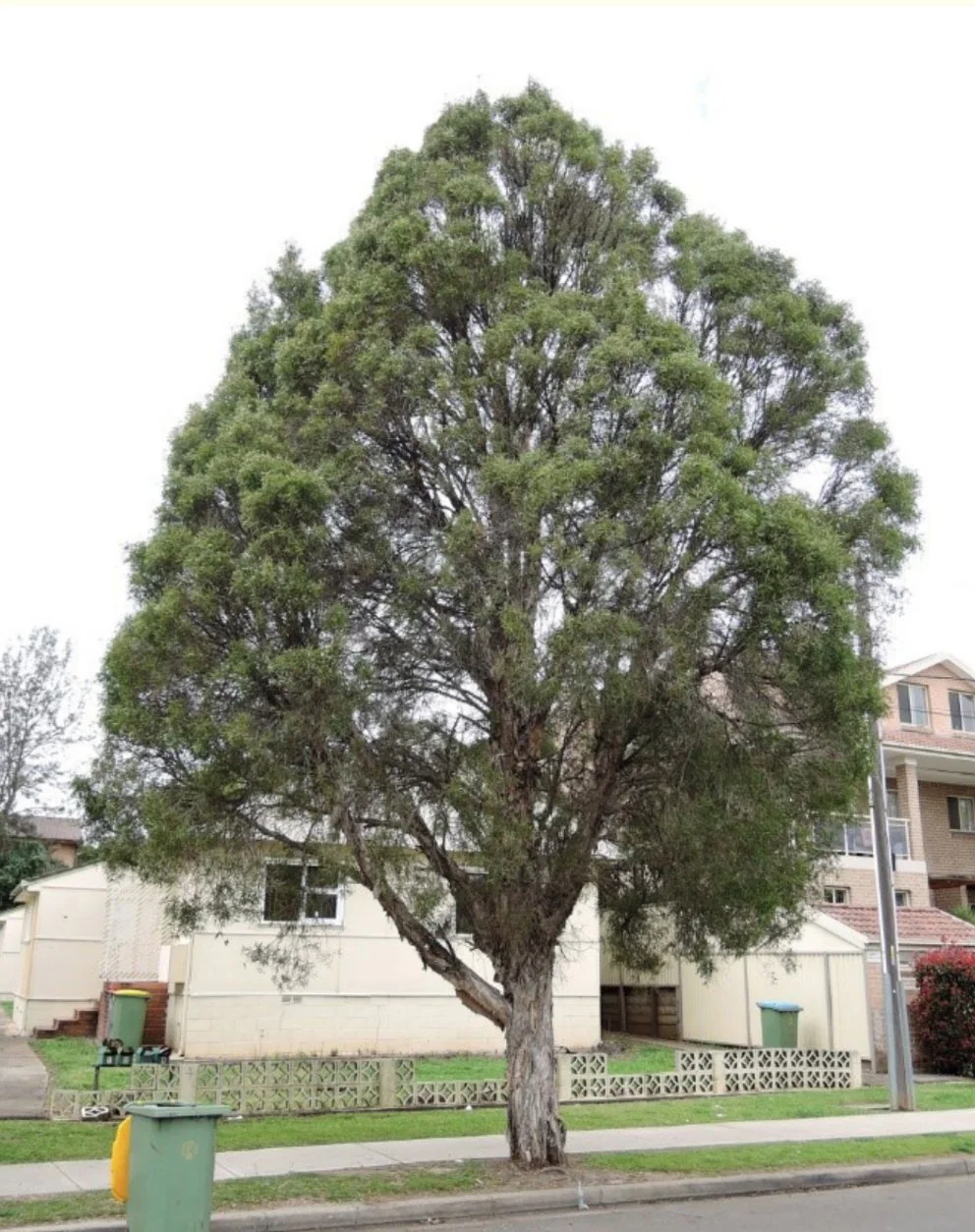 Willow bottlebrush Tree