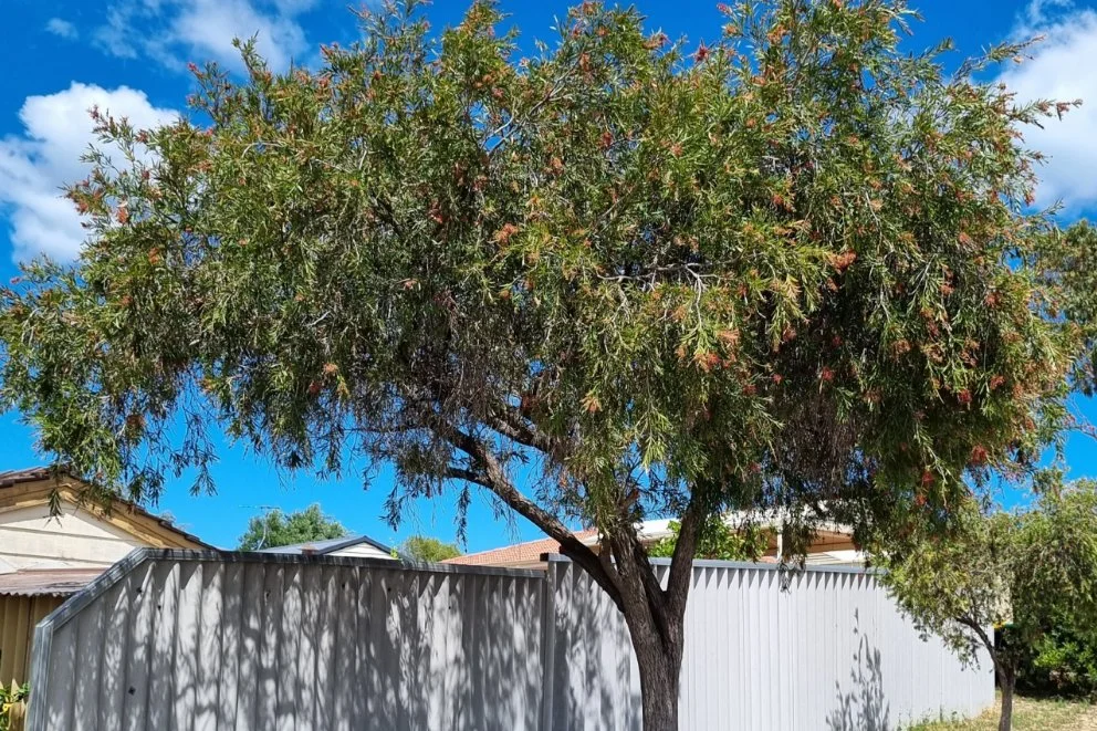 Callistemon-viminalis_Mature-Tree