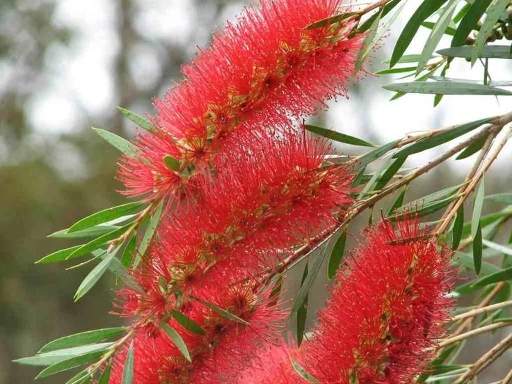 Callistemon-viminallis_Flower