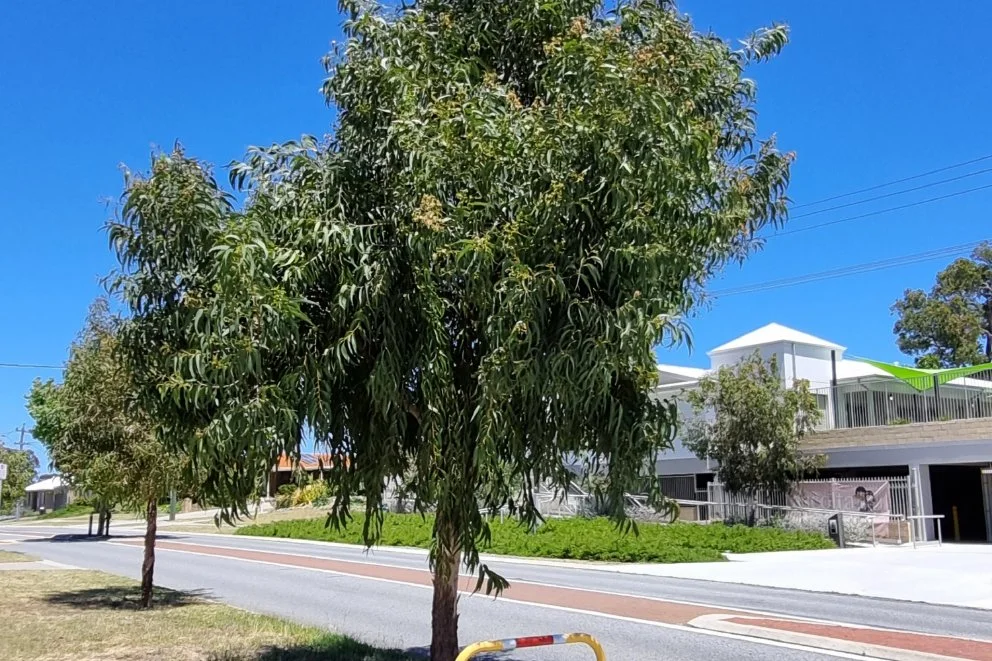 Corymbia-eximia-nana_Semi-mature-tree