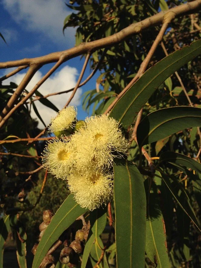 Corymbia-eximia-nana_flower