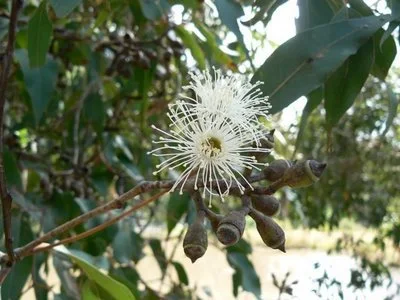 Corymbia-maculata_flowers.jpg