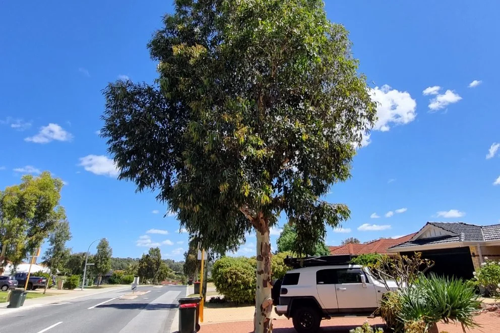 Corymbia-maculata_semi-mature-tree