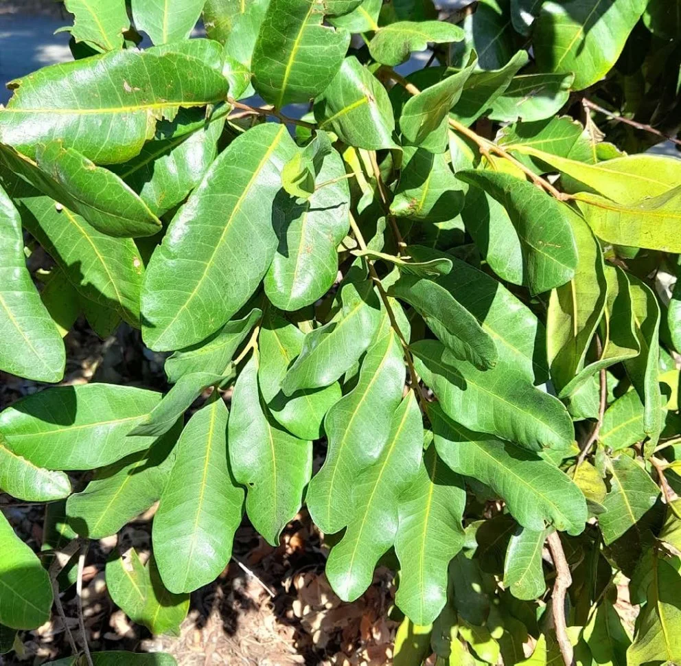 Cupaniopsis-anacardioides_leaves