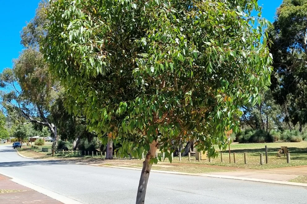 Eucalyptus-cladocalyx-nana_tree