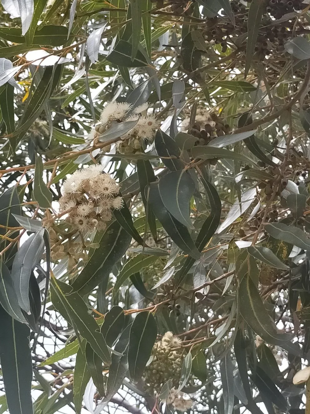 Eucalyptus-cladocalyx-nana_flowe