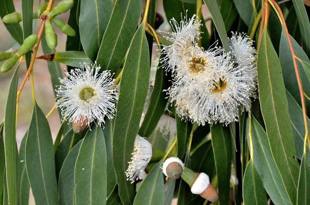 Eucalyptus-gomphocephala_flowers