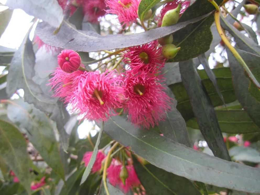 Eucalyptus-leucoxylon-ssp-megalacarpa_flowers