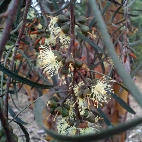 Eucalyptus-spathulata_flower