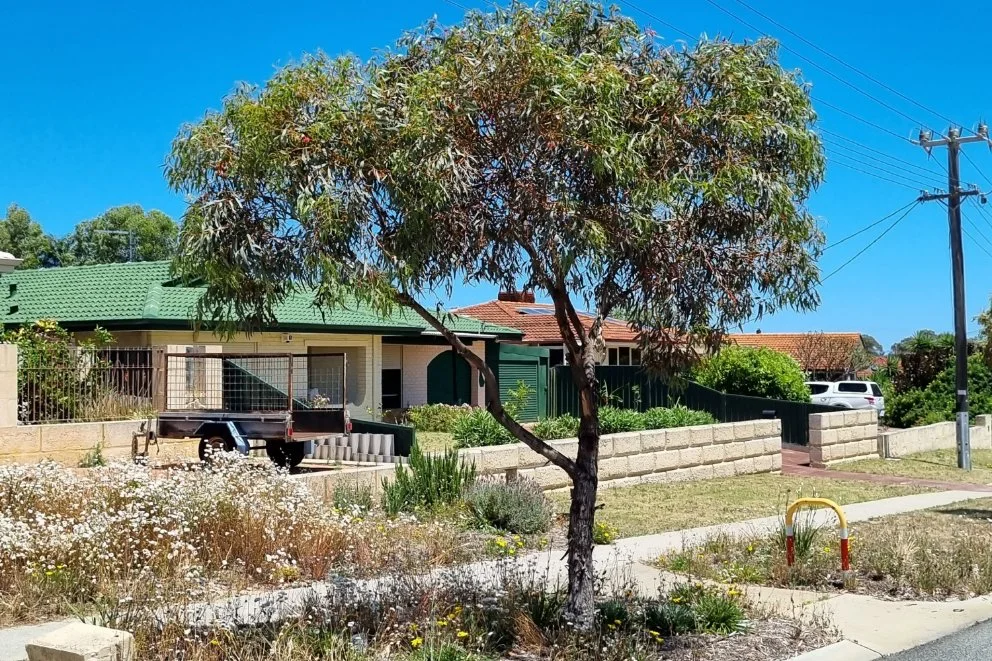 Eucalyptus-torquata juvenile tree