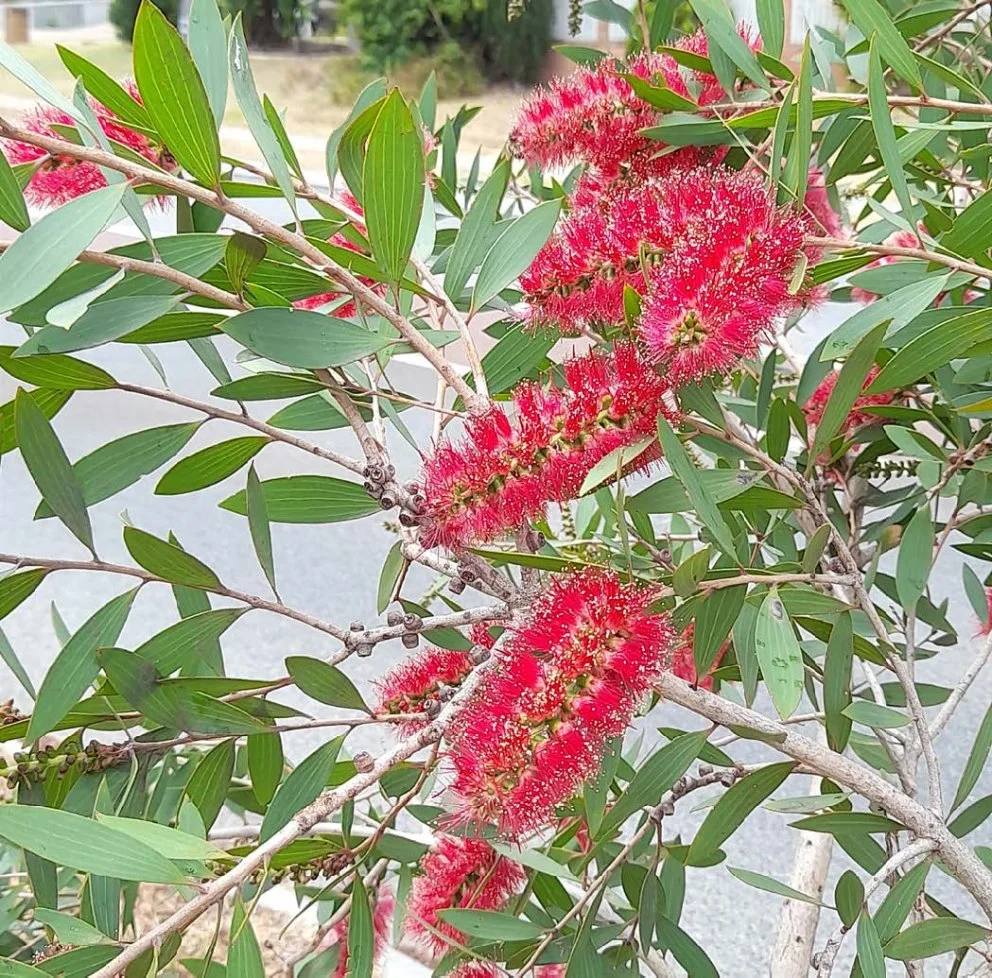Melaleuca-viridiflora_flowers