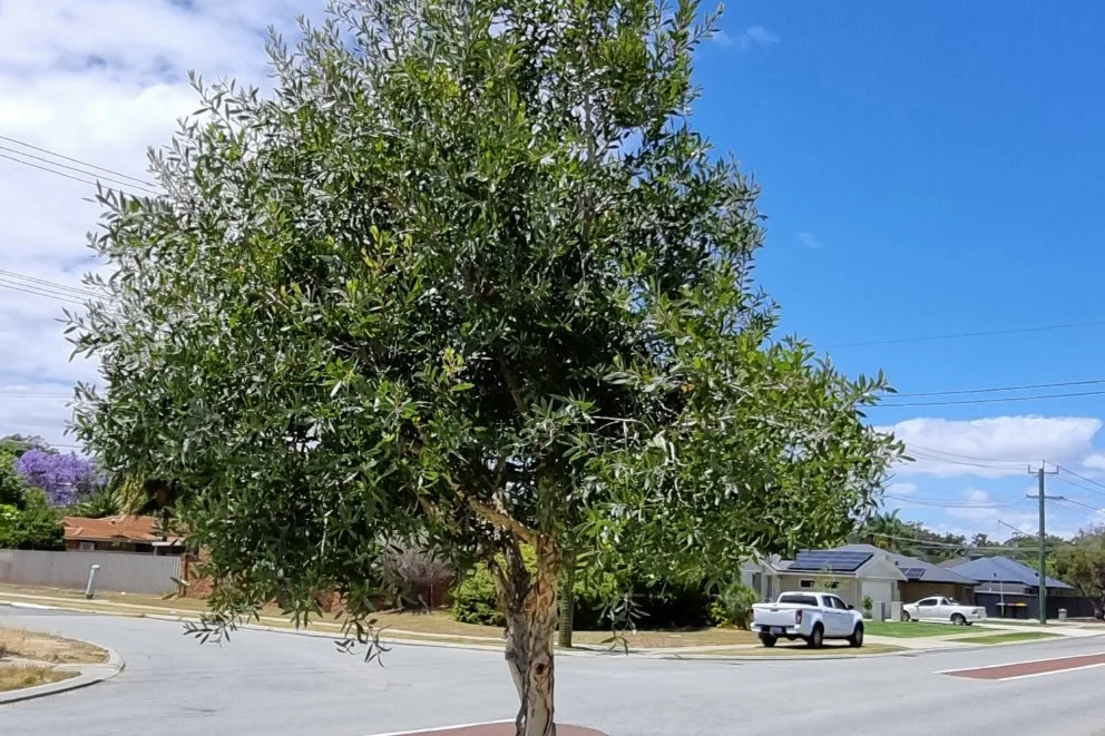 Melaleuca-viridiflora_tree