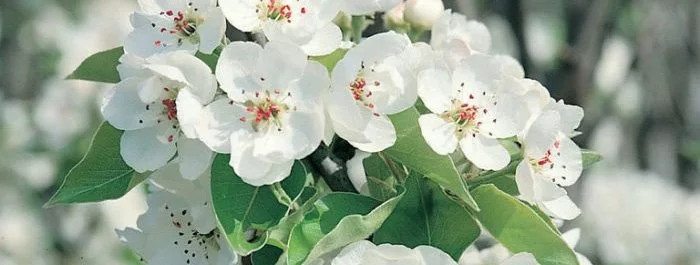 pyrus-nivalis_flower