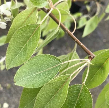 Pyrus-nivalis_leaf