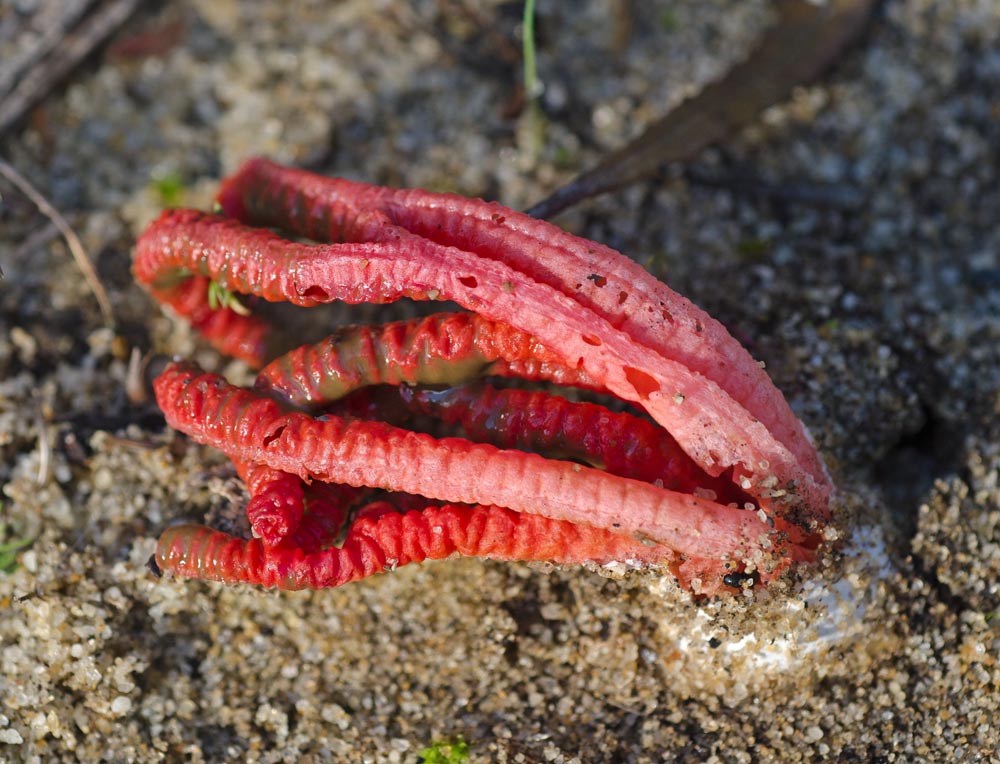 Pink fungi