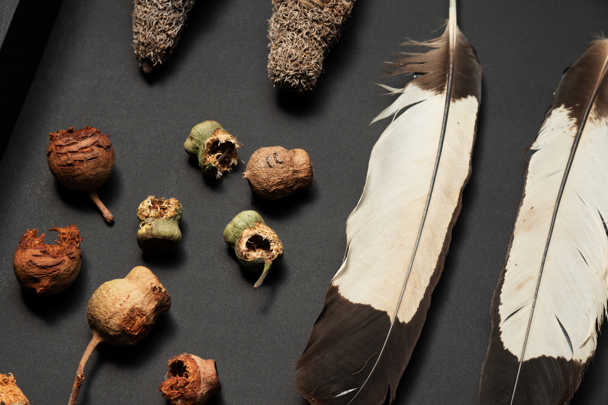 A detailed view of Perdita Phillips’ Joondakammer: A Cabinet of Curiosity for Joondalup featuring arranged natural objects including feathers, nuts, seed pods.