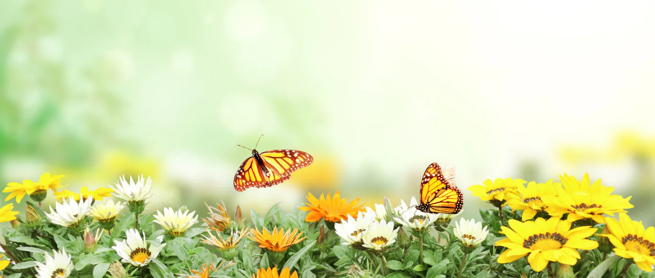 Spring daisies with butterflies
