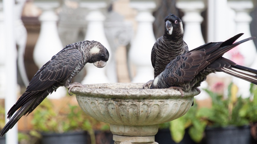 Photo of three black cockatoos drinking 