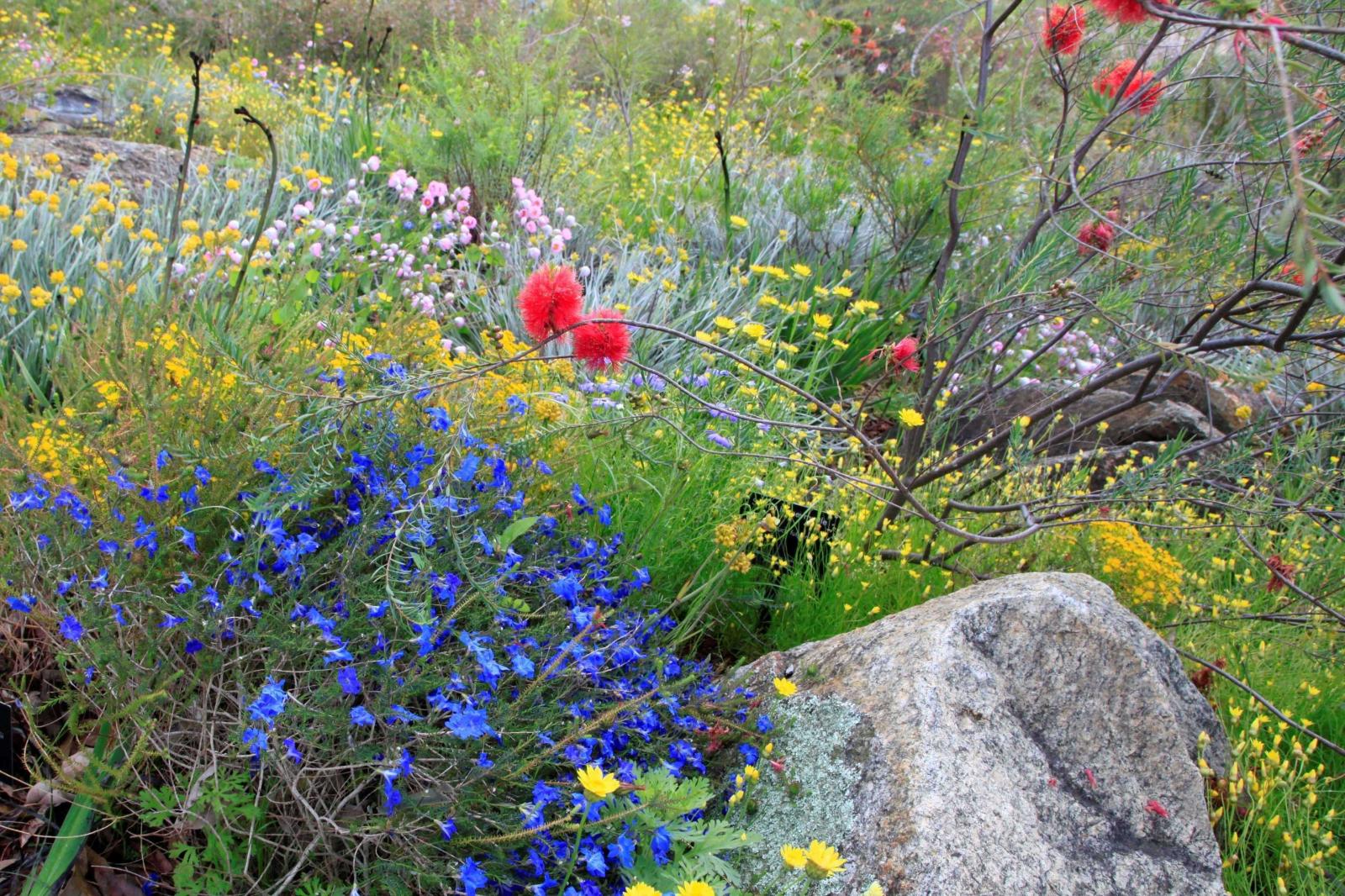 Plants and flowers