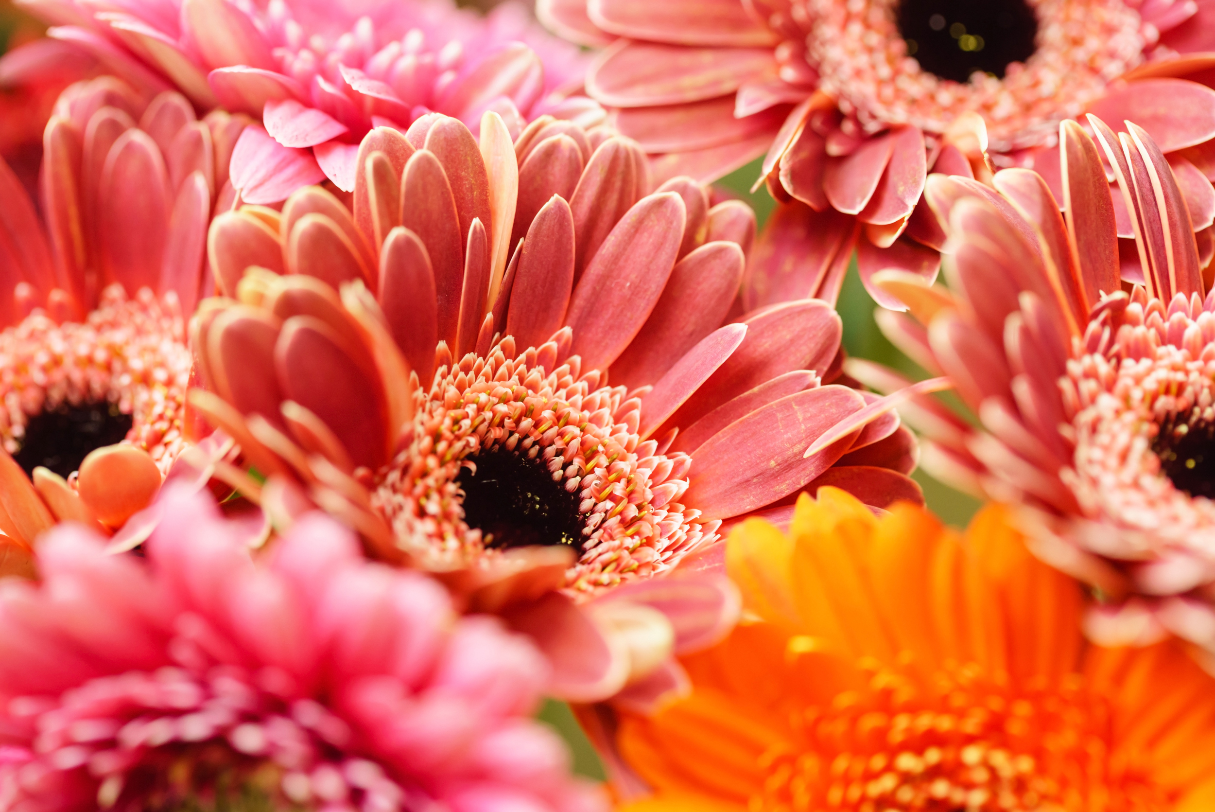 Bunch of orange and pink flowers