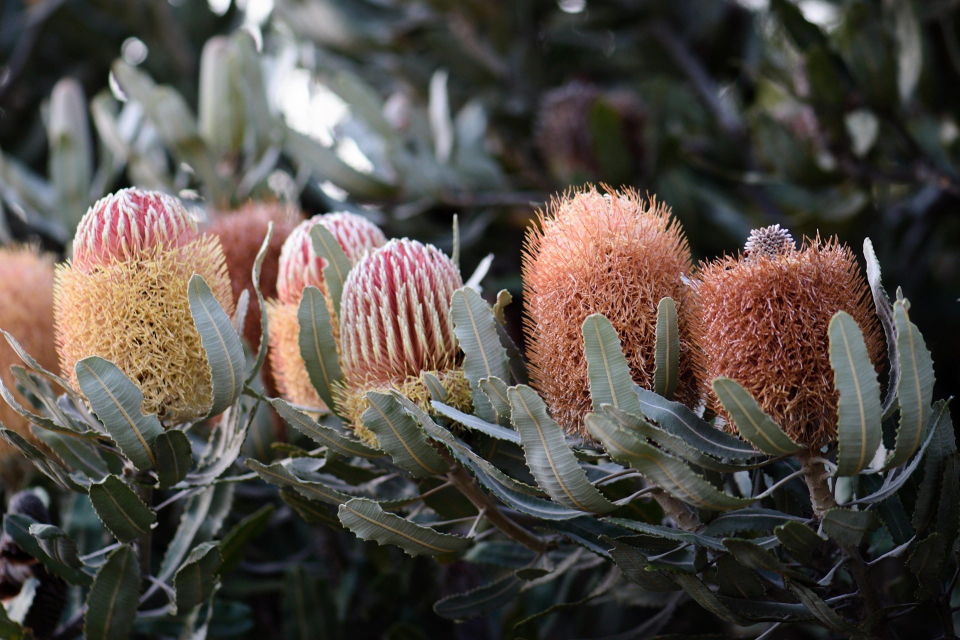 Bush Flower Essence Workshop