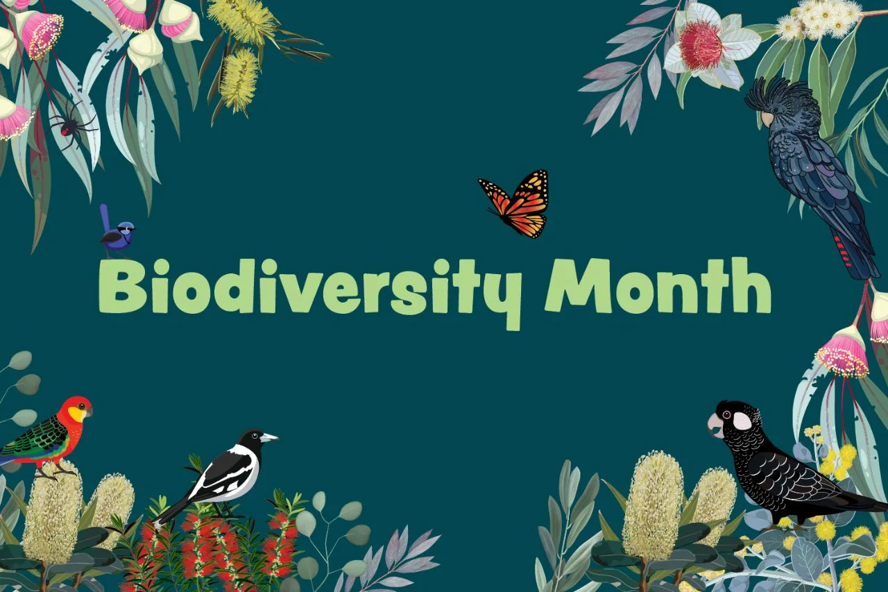 Illustrated poster with native Australian birds, plants, and a butterfly promoting Biodiversity Month.