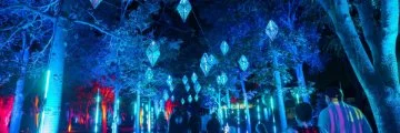 Blue diamond shaped lights hanging from trees with red and pink lights lighting up trees in the back to create a beautiful light display called Bloom