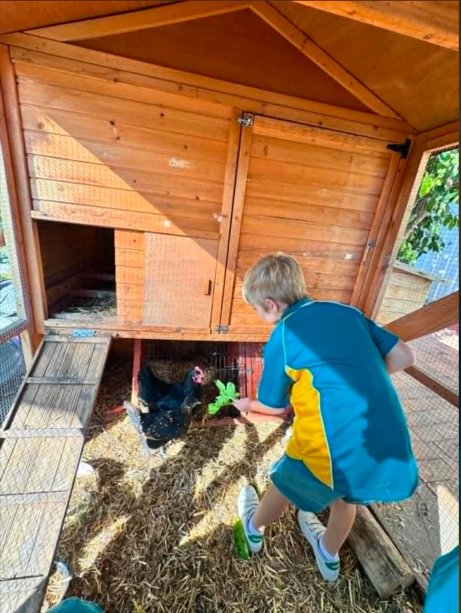 Boy reaches into a chicken coop