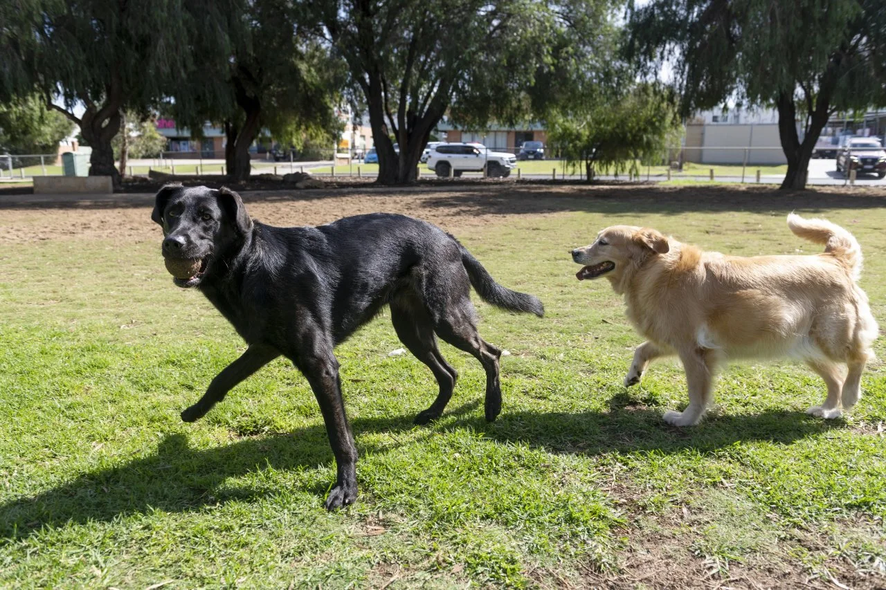 Temporary closure of Elcar Dog Park for maintenance