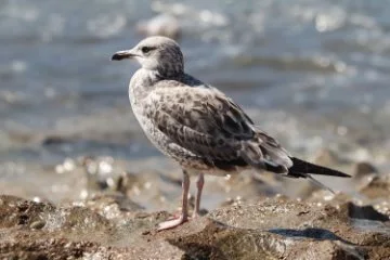 H5 bird flu alert