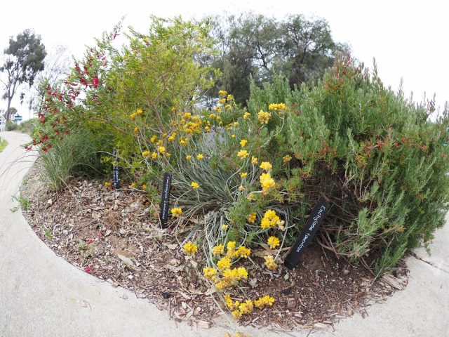 Duncraig Library Waterwise Verge Garden (Created by the Duncraig Edible Garden group)